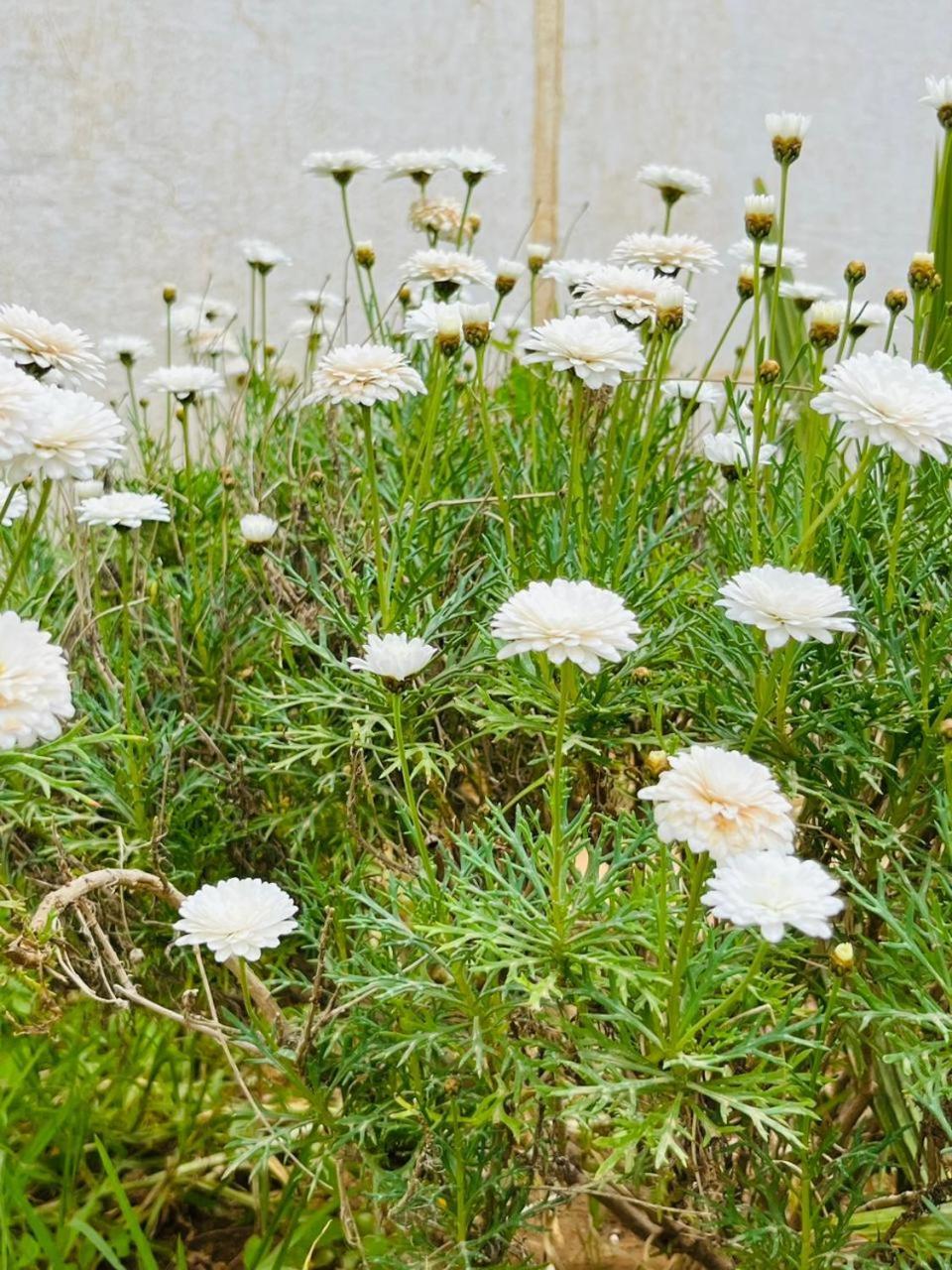 Villa Le Jasmin Oulad Bou Abdallah Dış mekan fotoğraf